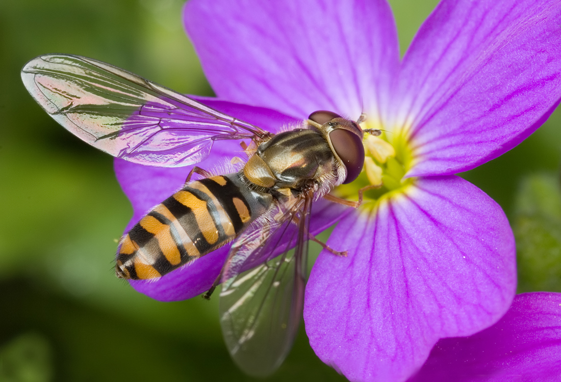 Marmalade Hoverfly 2